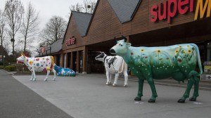 _LEP1128 - Les vaches du mont St-Michel