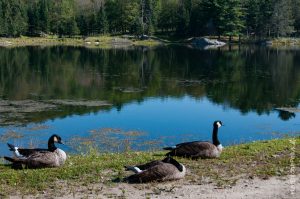 Un des nombreux lacs du domaine