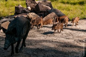 Parc Omega [été 2017]