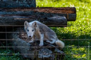 Parc Omega [été 2017]