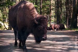 Le bison. Quelle bête majestueuse!