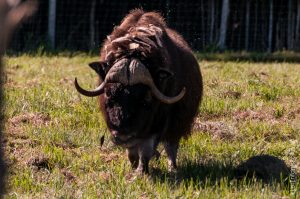 Bœuf musqué.  Les Inuits l’appellent omingmark ce qui signifie « l’animal à la fourrure comme une barbe».