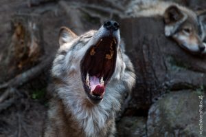 Parc Omega [été 2017]