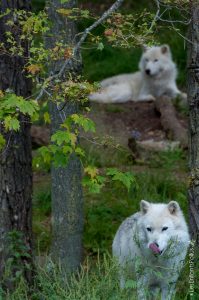 Des loups arctiques