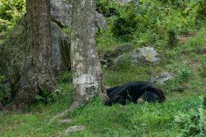 L'heure de la sieste pour les ours noirs