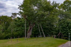 Chêne, plusieurs fois centenaire, devant le Manoir-Papineau à Montebello.